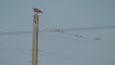 カワラヒワとノスリ