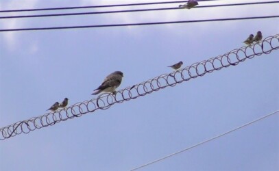 カワラヒワとチョウゲンボウ