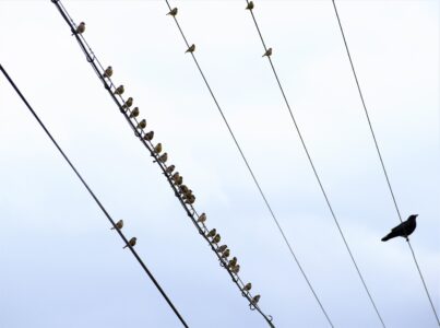 カワラヒワが電線にとまる