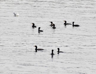 群れで行動するカワウ