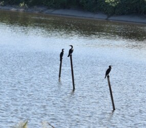 高いところが好き?