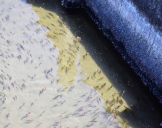 養殖池のキンギョ