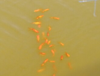 養殖池のキンギョ