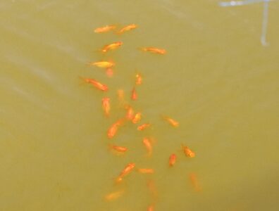 養殖池のキンギョ