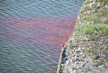 養殖池のキンギョ