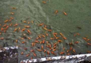 養殖池のキンギョ