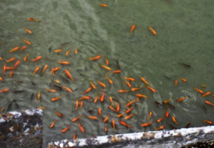 養殖池のキンギョ