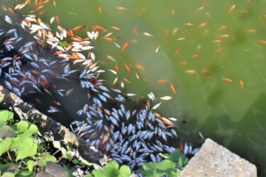 夏の暑さで死んだキンギョ