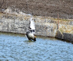 テグスにかかったオカヨシガモ