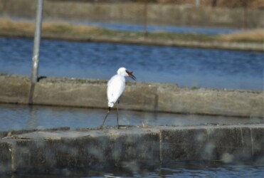 養殖池のキンギョを狙うコサギ