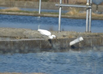 養殖池のキンギョを狙うコサギ