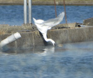 養殖池のキンギョを狙うコサギ