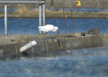 養殖池のキンギョを狙うコサギ