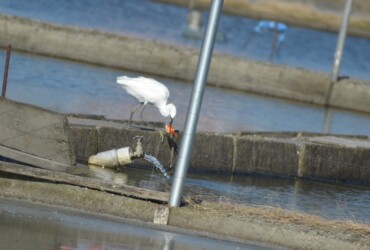 養殖池のキンギョを狙うコサギ
