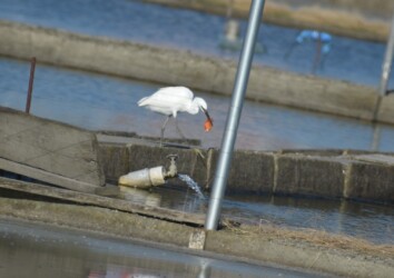 養殖池のキンギョを狙うコサギ