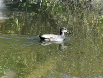 オカヨシガモのオス