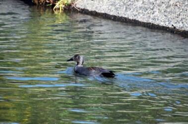 オカヨシガモのオス