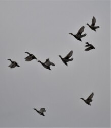 飛翔中のオカヨシガモ