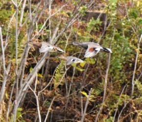 飛翔中のオカヨシガモ