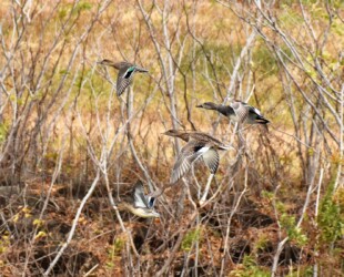 飛翔中のオカヨシガモ