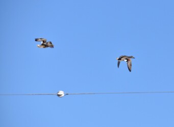 飛翔中のオカヨシガモ