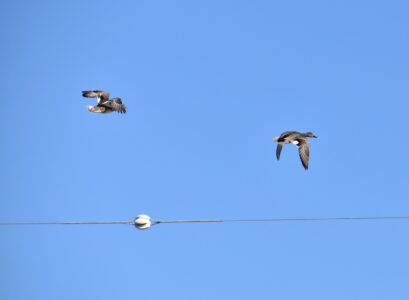 飛翔中のオカヨシガモ
