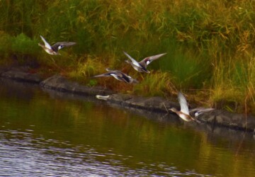 飛翔中のオカヨシガモ