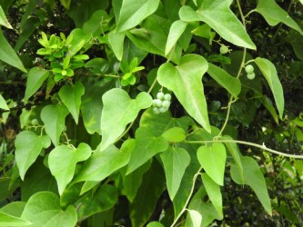 アオツヅラフジ