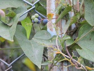 アオツヅラフジ