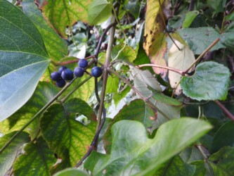 アオツヅラフジ