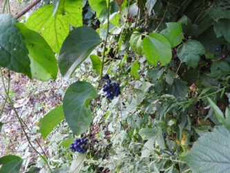 アオツヅラフジ