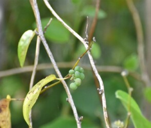 アオツヅラフジ