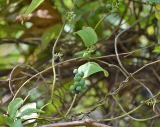 アオツヅラフジ