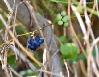 アオツヅラフジ