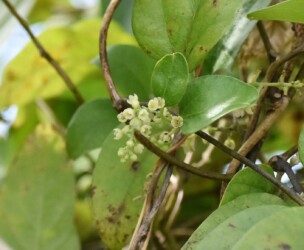 アオツヅラフジの花