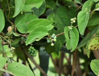 アオツヅラフジの花