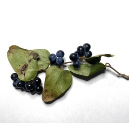 アオツヅラフジの実と種