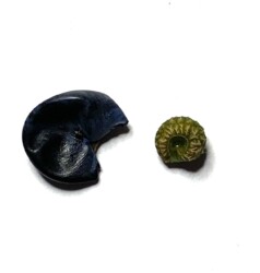 アオツヅラフジの実と種