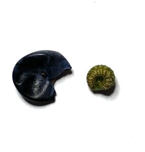 アオツヅラフジの実と種