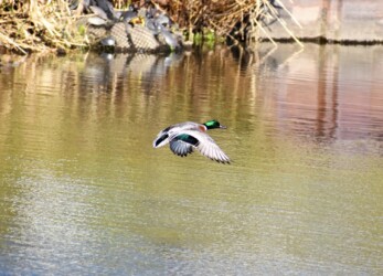 雑種の飛翔 翼鏡はマガモと同じ