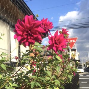 ダリア