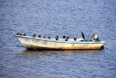 カルガモ 午後3時50分