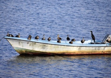 カルガモ 午後3時50分