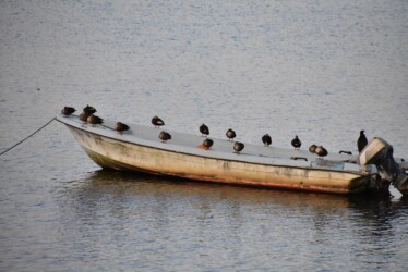カルガモ 午後4時30分