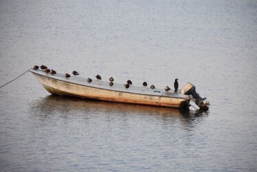 カルガモ 午後4時30分