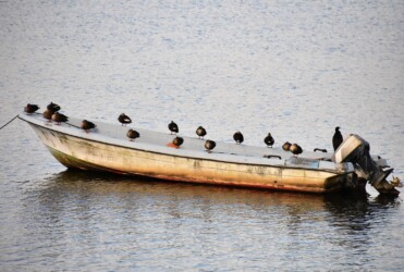 カルガモ 午後4時30分