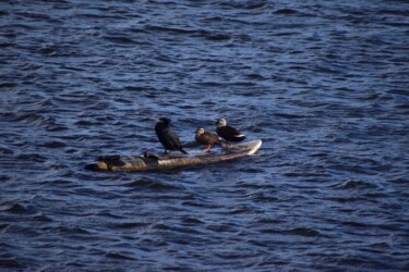 カワウとカルガモ