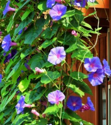 いろいろなアサガオ