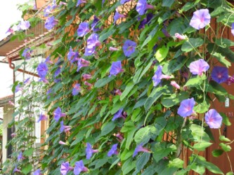 いろいろなアサガオ