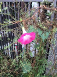 いろいろなアサガオ